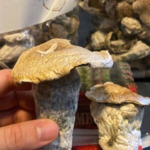 kjøp psilocybin sopp På nett i Norge